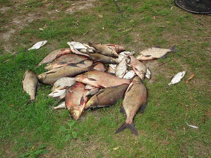 где отдохнуть в Беларуси на природе